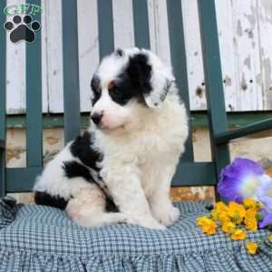 Rosalie, Mini Bernedoodle Puppy